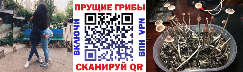 купить закладку Козловка Галлюциногенные грибы ЛСД